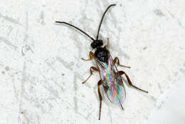 Image of Parasitoid wasp