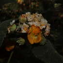 Sivun Pseudabutilon paniculatum (Rose) R. E. Fries kuva