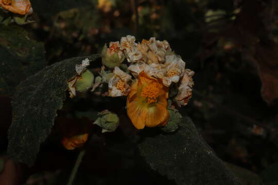 Image of pseudabutilon