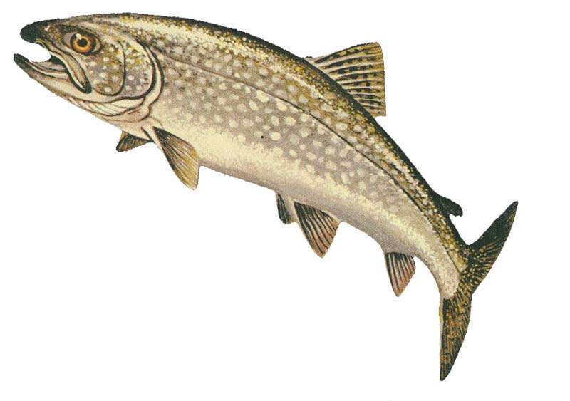 Image of lake trout