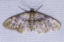 Image de Idaea bonifata Hulst 1887