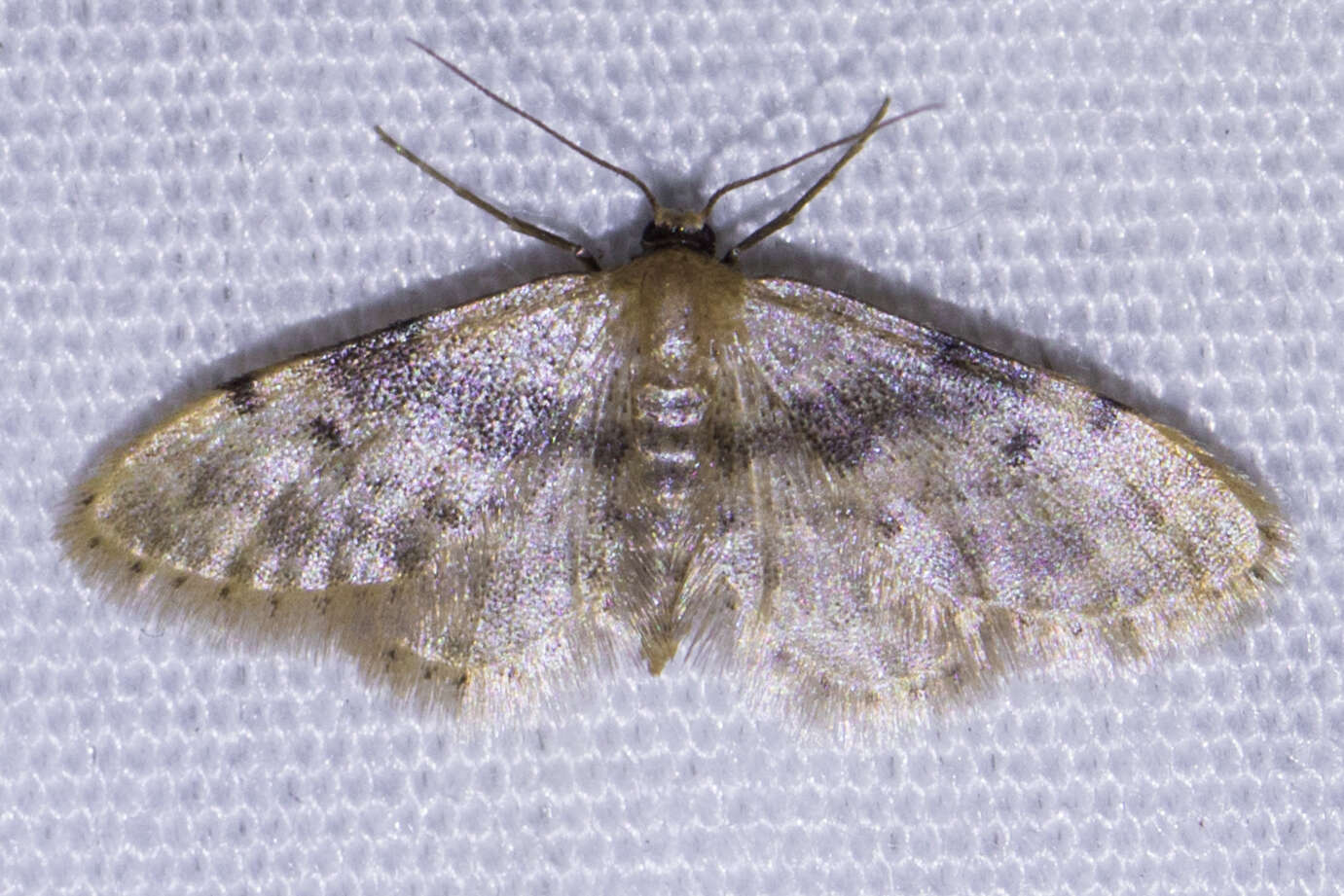 Image of Fortunate Idaea