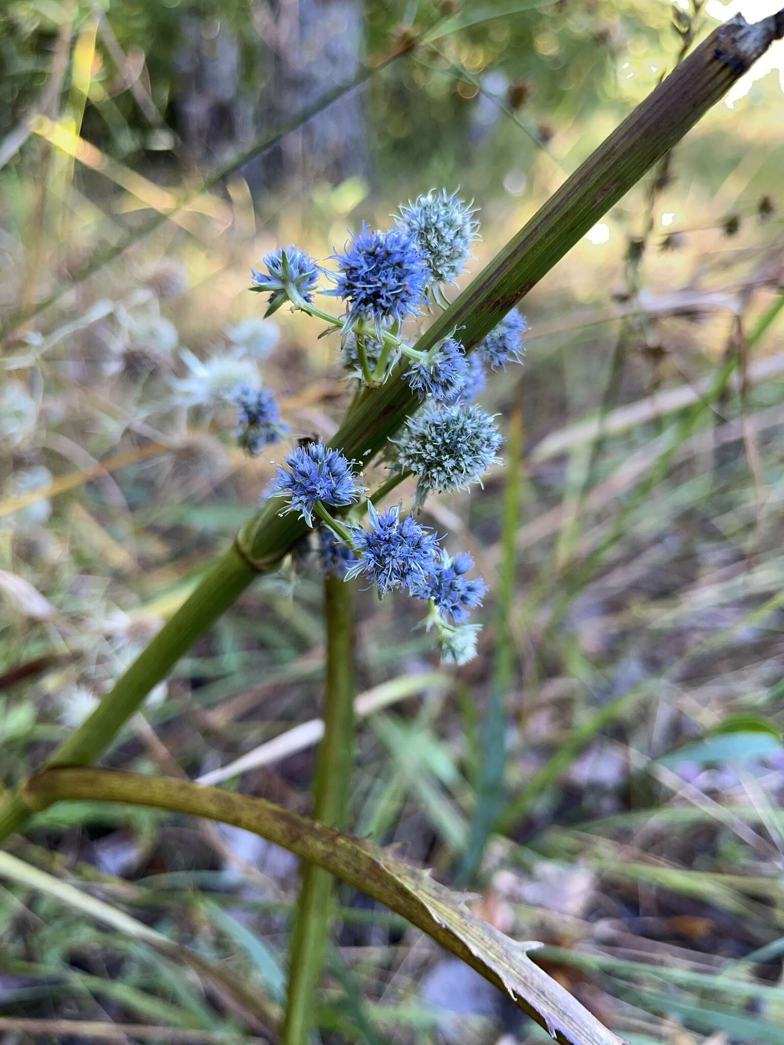 Image de Eryngium aquaticum L.