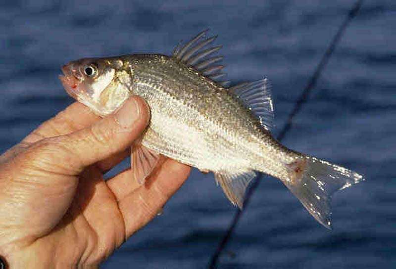 Image of White Perch