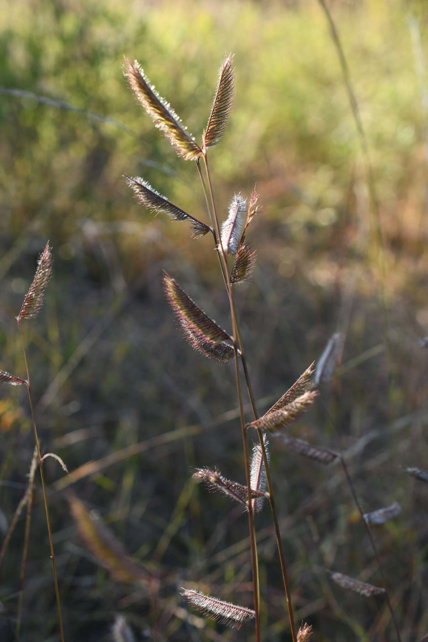 Image of tall grama