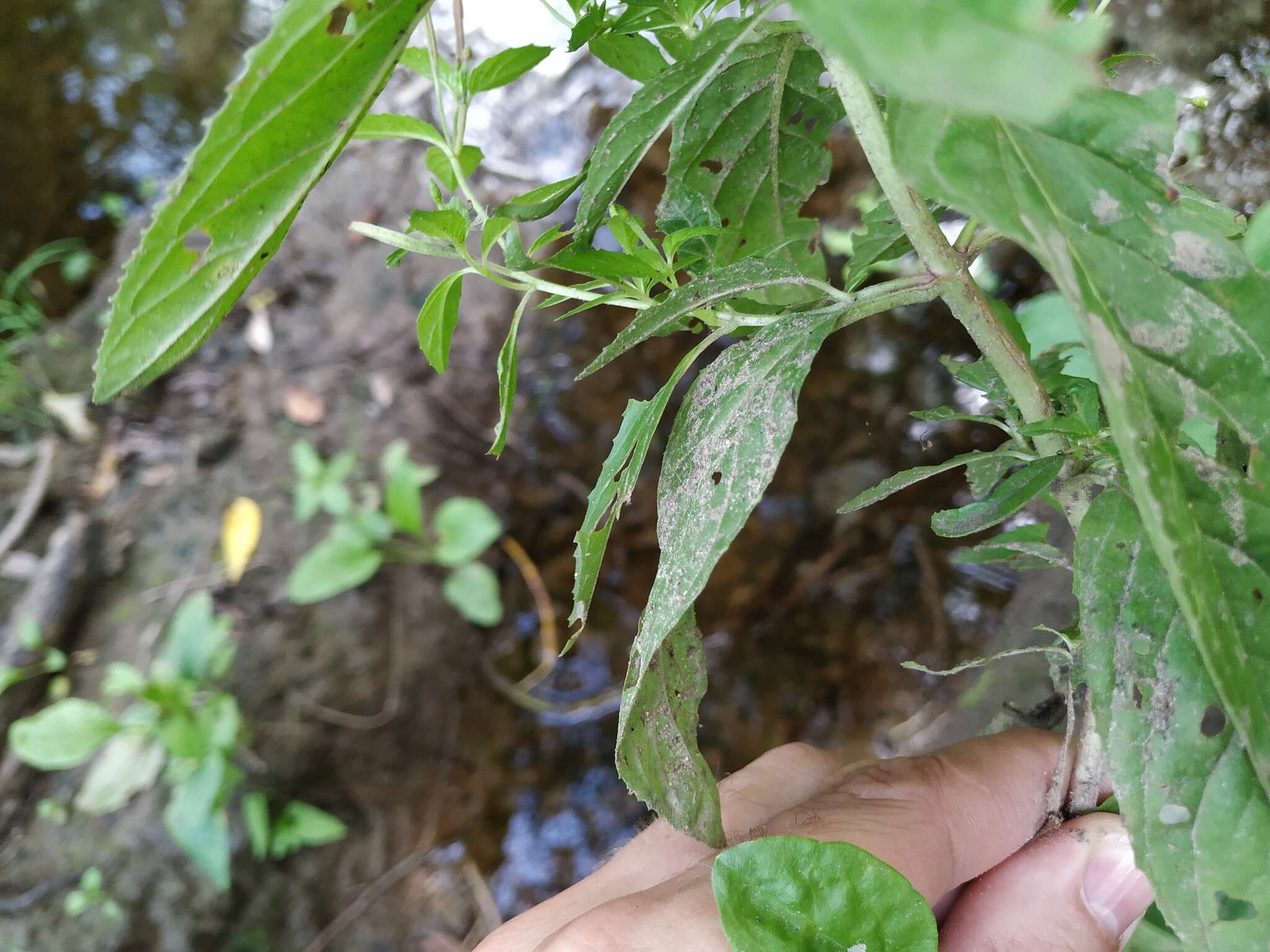 Image of pale willowherb