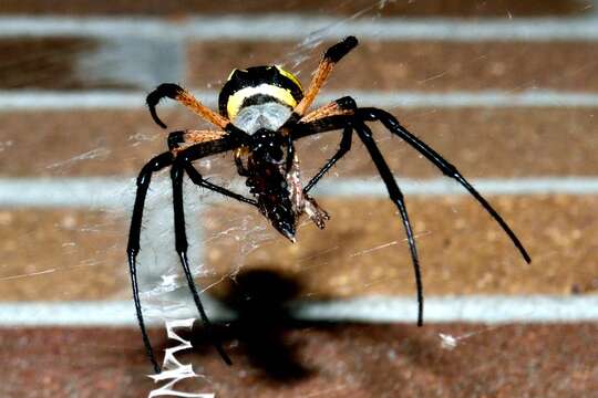 Image of Black-and-Yellow Argiope