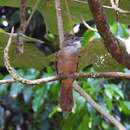 Image of Ochraceous Bulbul