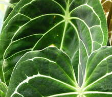 Imagem de Anthurium crystallinum Linden & André