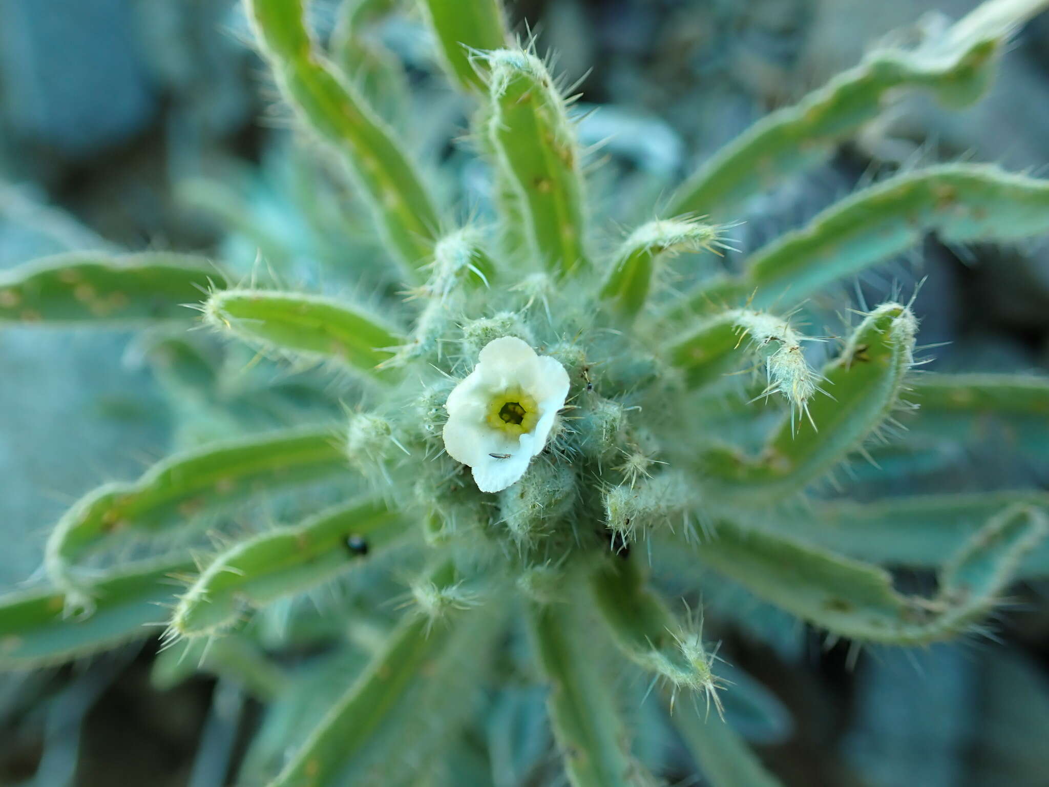 Image de Oreocarya thompsonii (I. M. Johnst.) Abrams