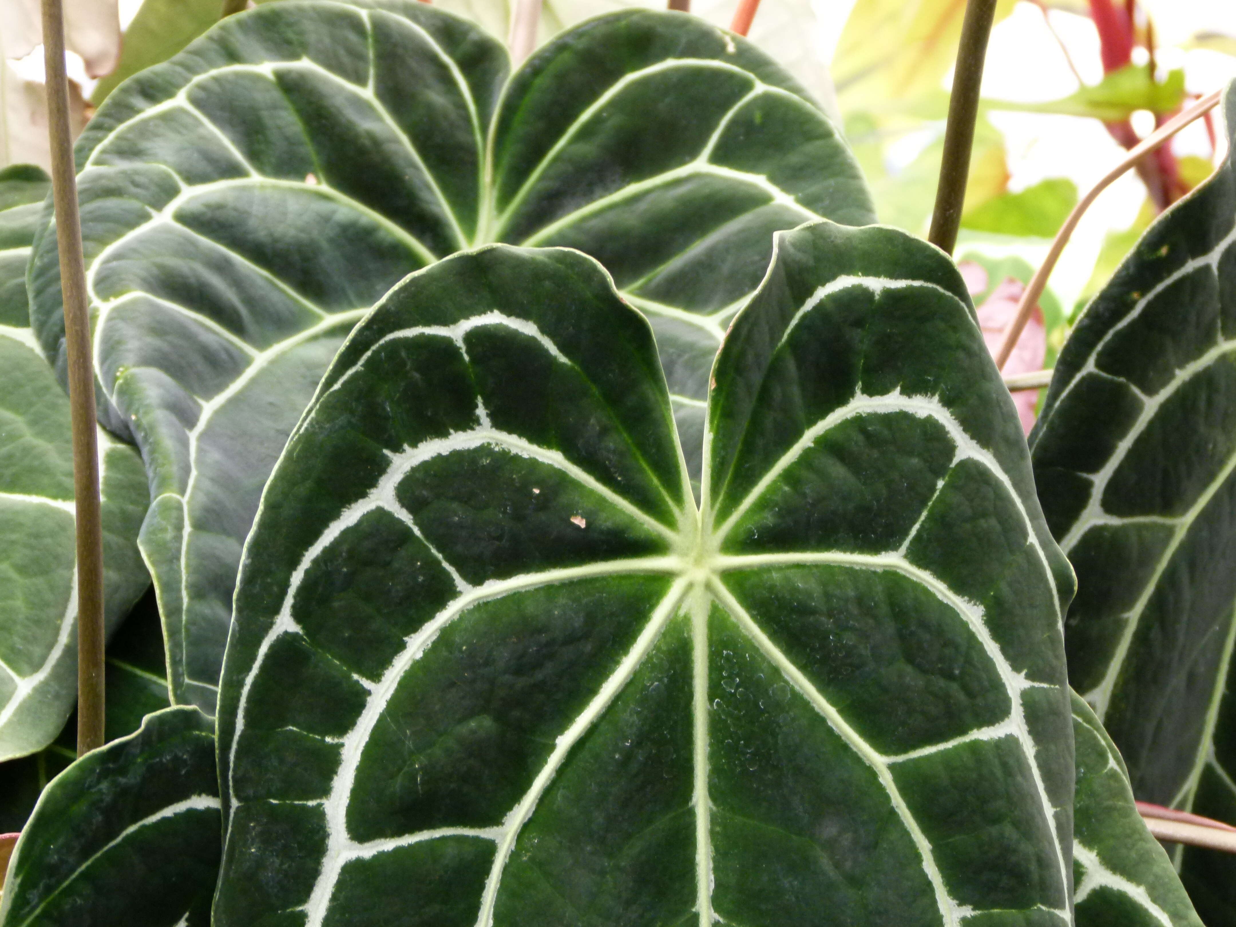 Imagem de Anthurium crystallinum Linden & André