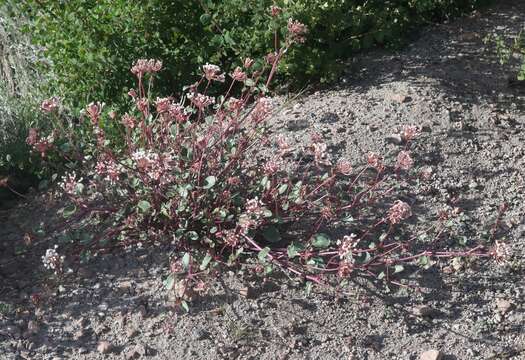 Image of transmontane sand verbena