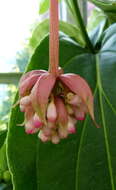 Imagem de Medinilla magnifica Lindl.