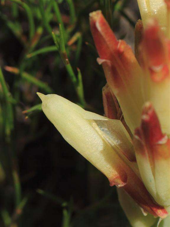 Image of Lachenalia marginata subsp. marginata