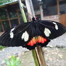 صورة Parides childrenae (Gray 1832)