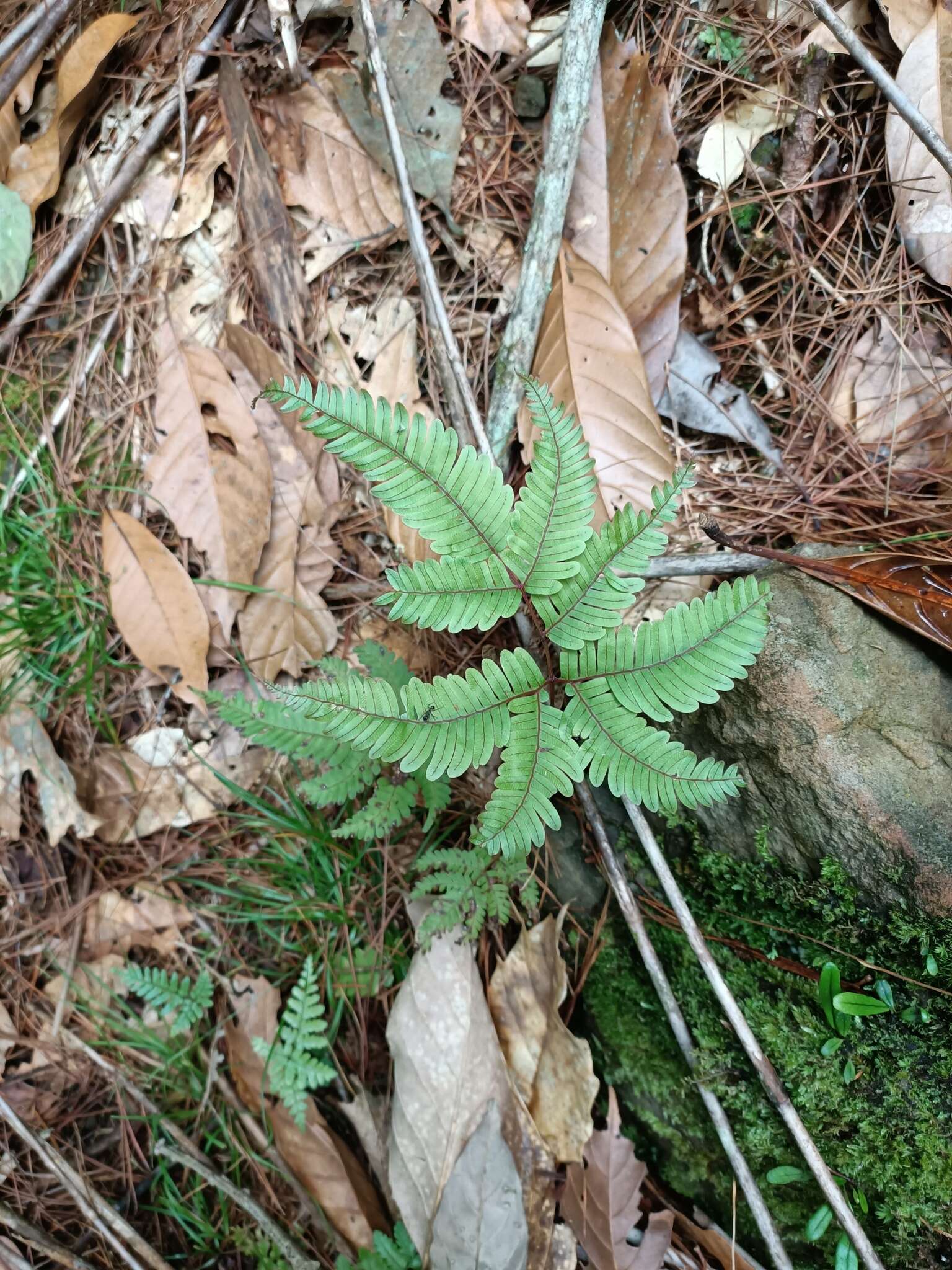 Sivun Pteris setulosocostulata Hayata kuva