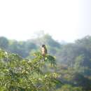 Image of Black-headed Parrot