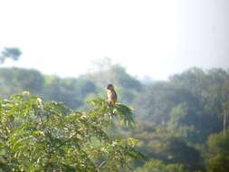 Image of Black-headed Parrot