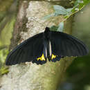 Image of Ceylon birdwing