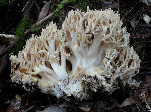 Слика од Ramaria rubrievanescens Marr & D. E. Stuntz 1974