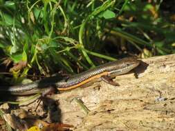 Image of Trachylepis homalocephala (Wiegmann 1828)