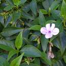 Image of Barleria observatrix J. Bosser & H. Heine