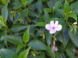 Plancia ëd Barleria observatrix J. Bosser & H. Heine