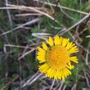 Image of southeastern sneezeweed