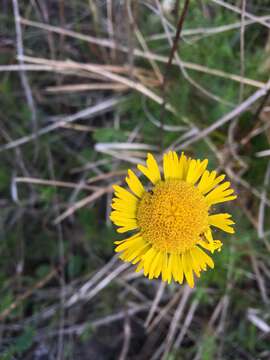 Image of southeastern sneezeweed