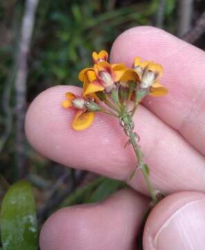 Imagem de Daviesia corymbosa Sm.