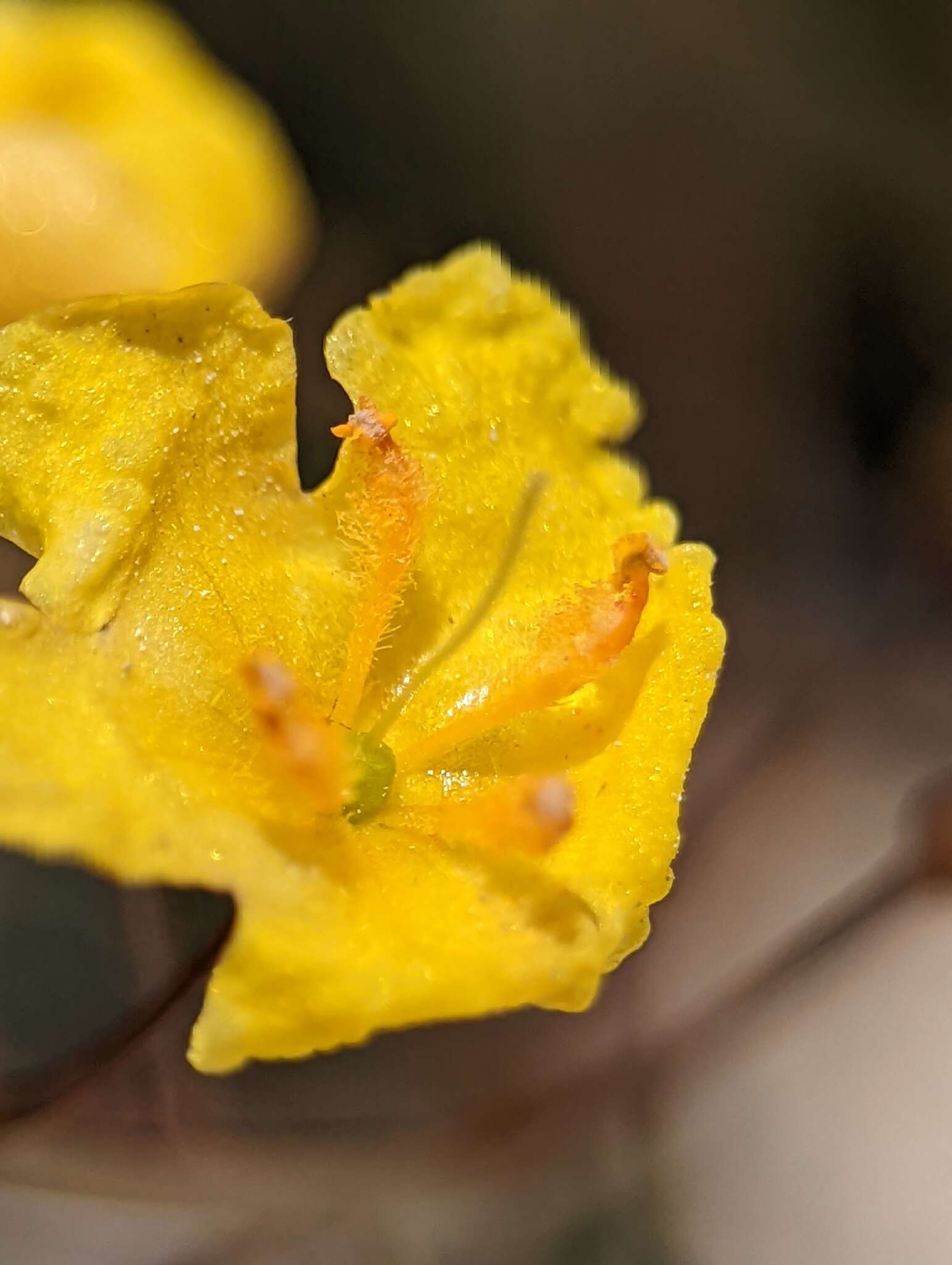 Image of Verbascum pyroliforme subsp. dudleyanum (Hub.-Mor.) Karavel. & Aytaç