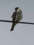 Image of Amur Falcon