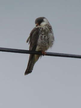 Image of Amur Falcon