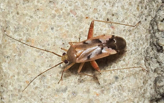 Image of Phytocoris junipericola Knight 1927