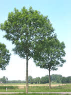 Image of European ash