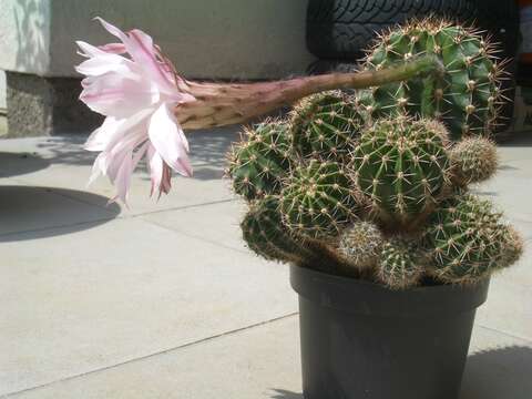 Image of Echinopsis oxygona