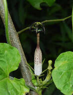 Image of Ceropegia meyeri Decne.