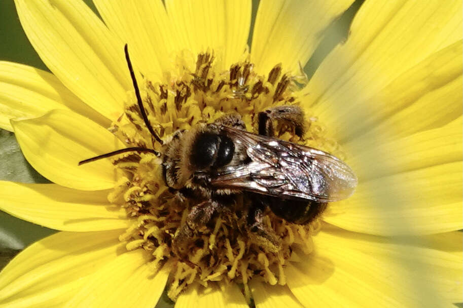 Image of Svastra obliqua caliginosa (Cresson 1879)