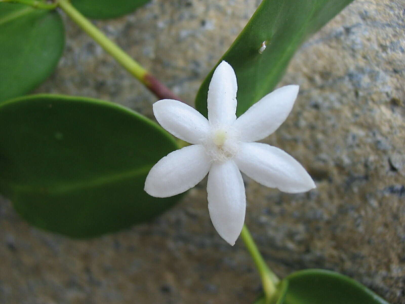 Image of Cyclophyllum letocartiorum Mouly