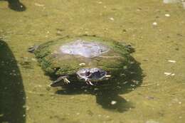 Image of Cuban slider