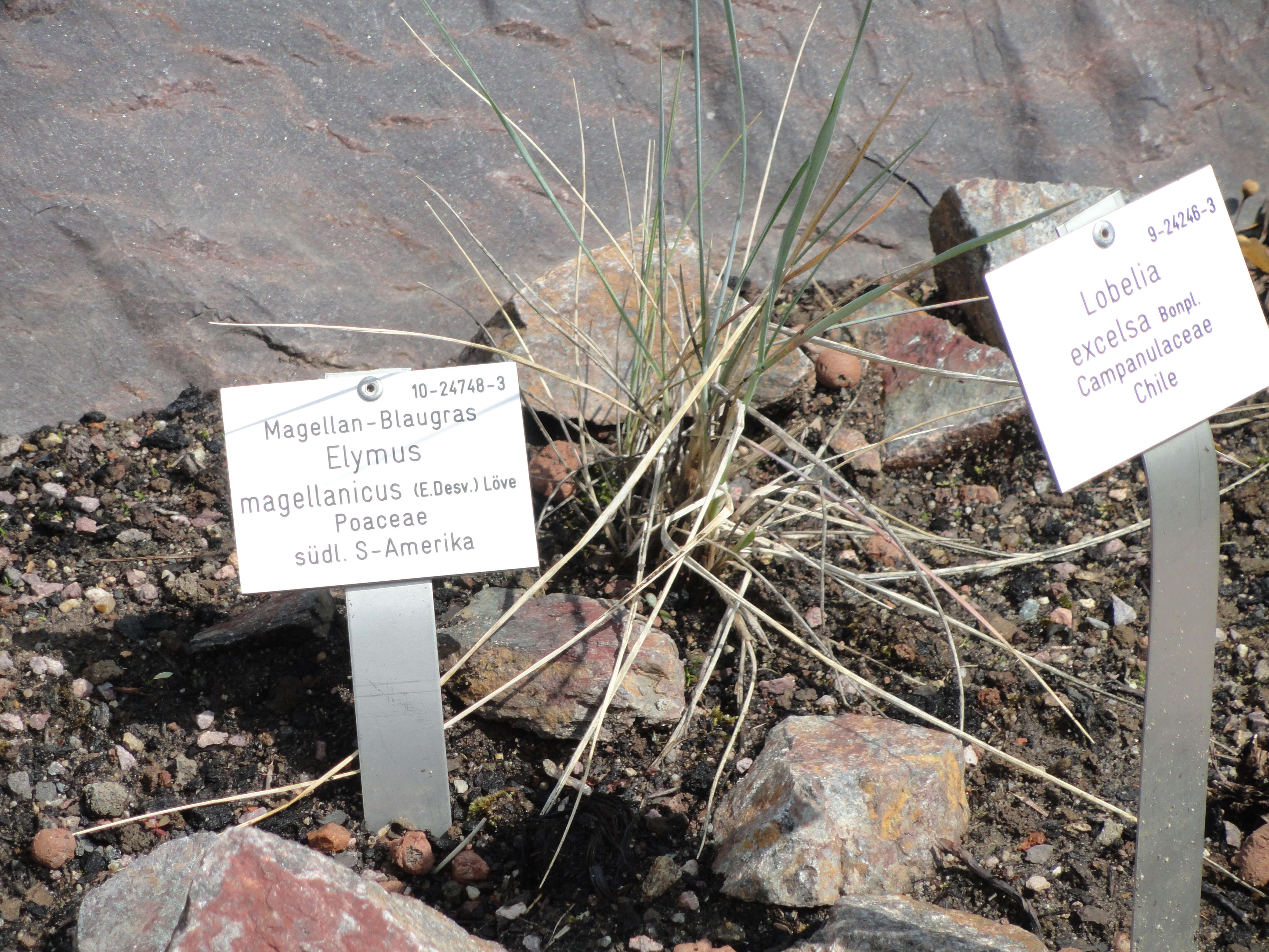 Imagem de Elymus magellanicus (É. Desv.) Á. Löve