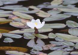 Image of Ottelia ovalifolia (R. Br.) Rich.