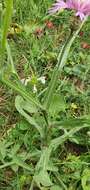 Plancia ëd Centaurea napifolia L.