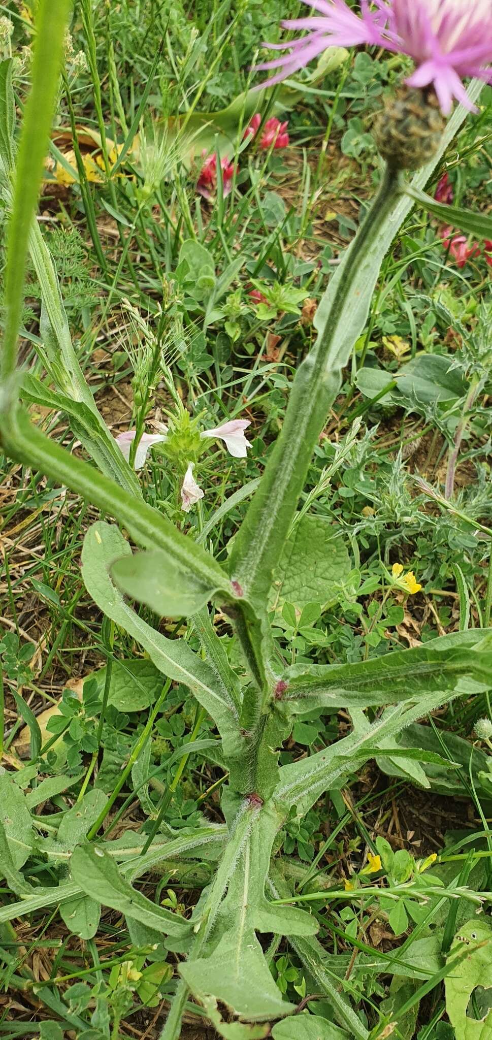 Plancia ëd Centaurea napifolia L.