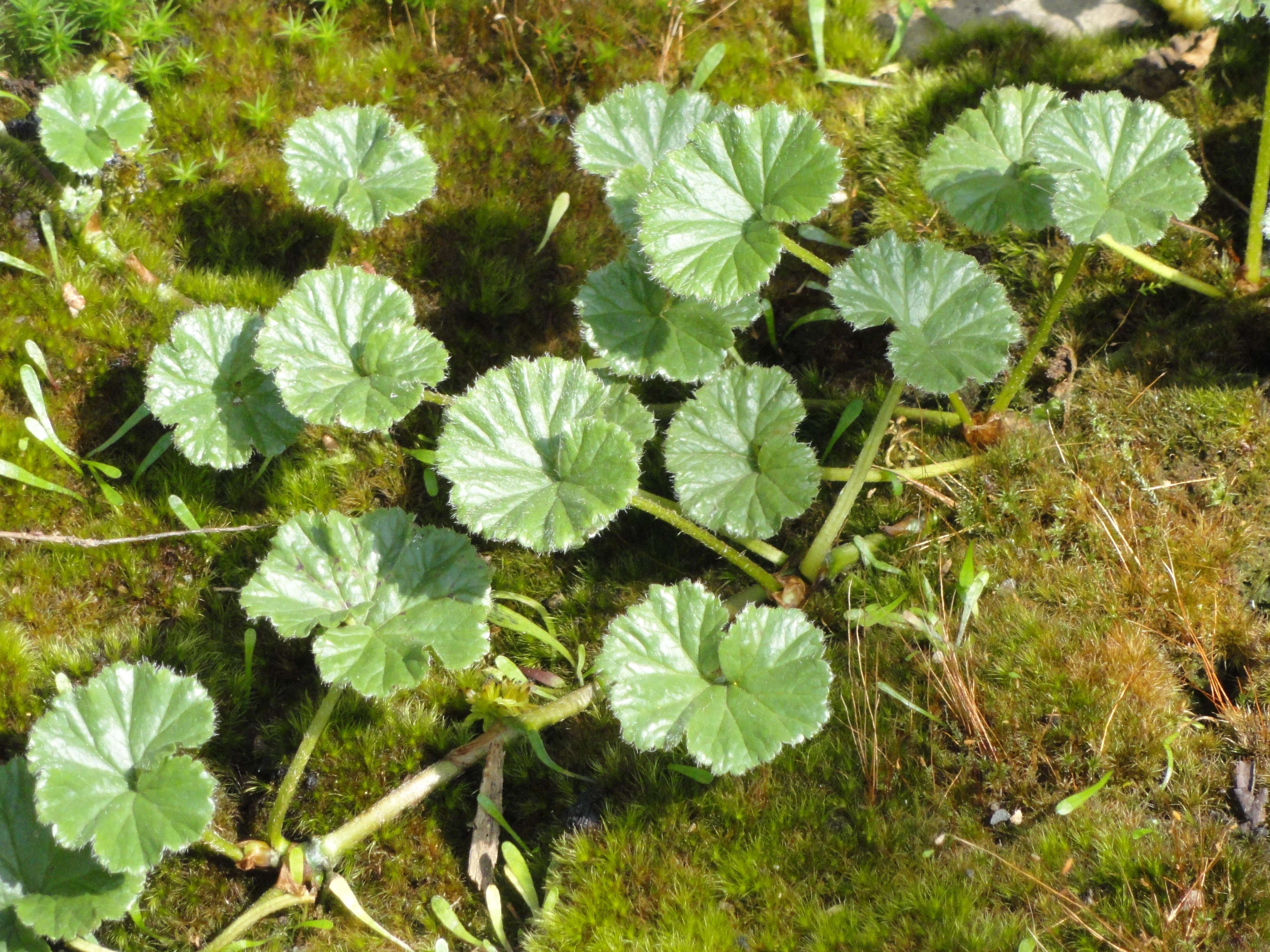 Image of Pig Vine