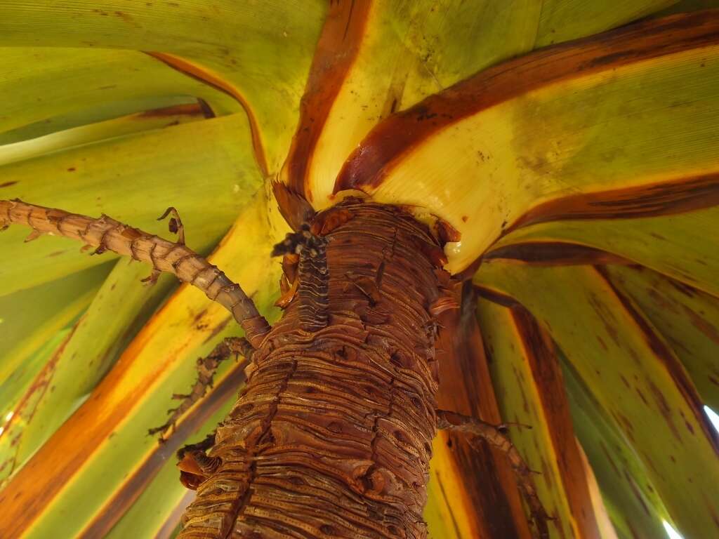 Image de Dracophyllum fiordense W. R. B. Oliv.