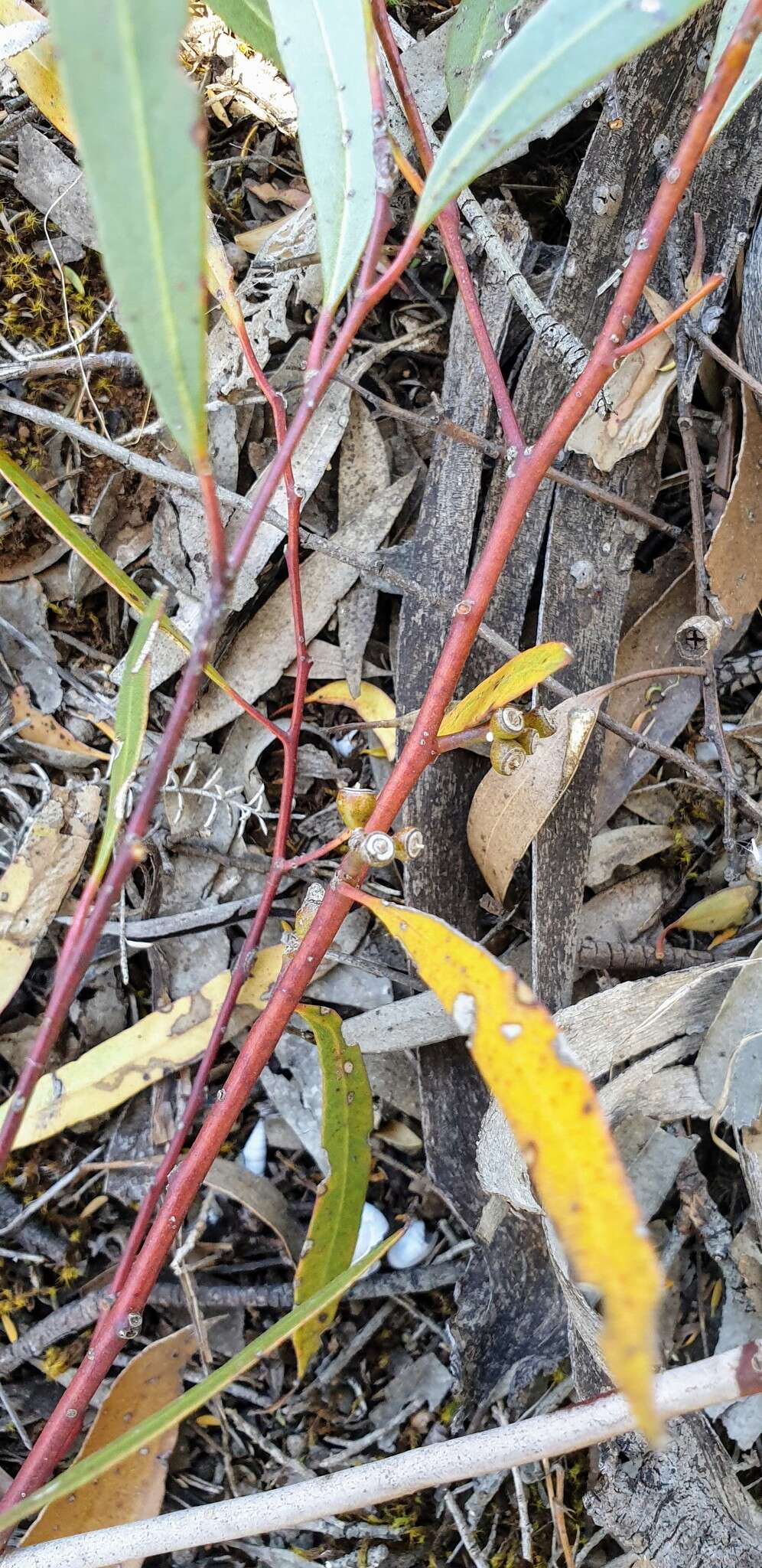 Слика од Eucalyptus oleosa subsp. ampliata L. A. S. Johnson Lf K. D. Hill