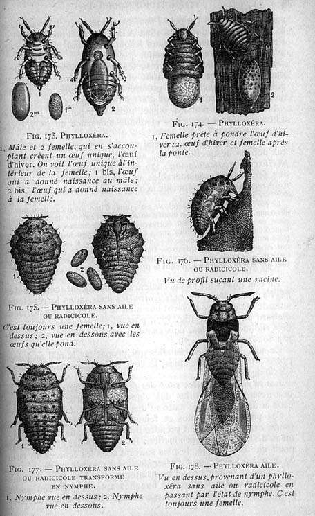 Image of Dactylosphaera vitifoliae