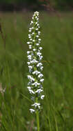 Слика од Platanthera hologlottis Maxim.