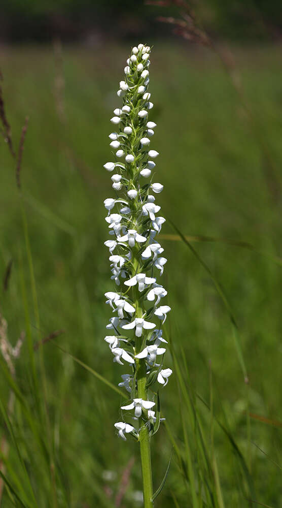 Plancia ëd Platanthera hologlottis Maxim.